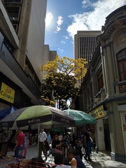 Handroanthus chrysanthus