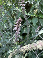 Ocimum basilicum