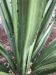 Furcraea guerrerensis