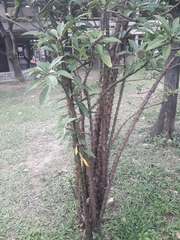 Leuenbergeria bleo