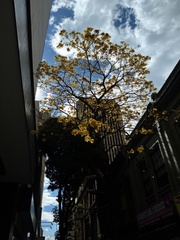 Handroanthus chrysanthus