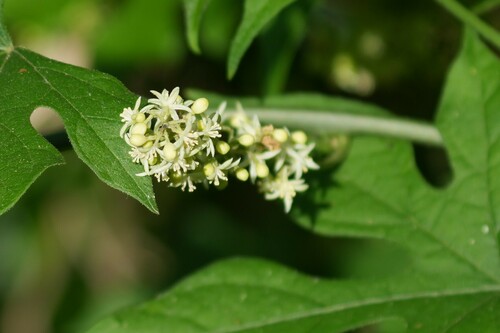 Image of Calycocarpum lyonii by (c) Brandon Johnson, some rights reserved (CC BY)