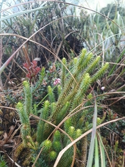 Phlegmariurus eversus