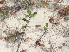 Asclepias tomentosa
