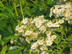 Rosa multiflora