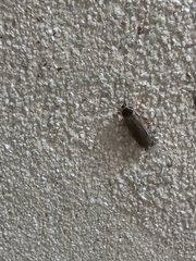 Pycnoscelus surinamensis