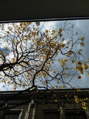 Handroanthus chrysanthus