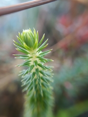 Phlegmariurus eversus