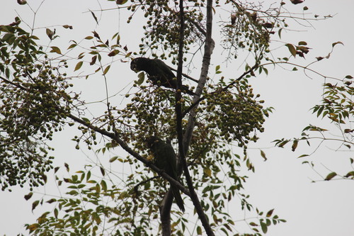 Psittacara frontatus