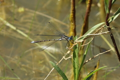 Lestes stultus