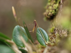 Restrepia