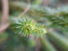 Phlegmariurus eversus