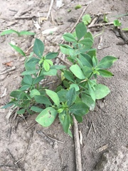 Baptisia bracteata leucophaea