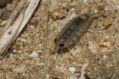 Ligia baudiniana
