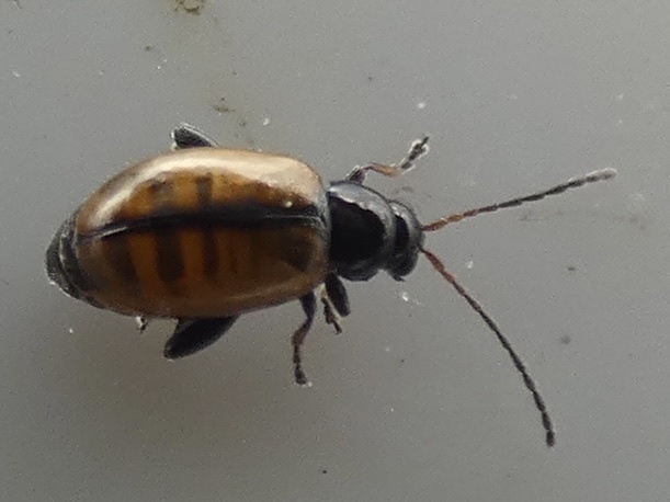 Longitarsus suturellus