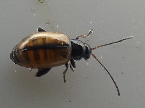 Longitarsus suturellus