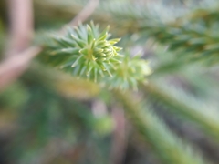 Phlegmariurus eversus