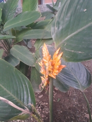 Stromanthe jacquinii