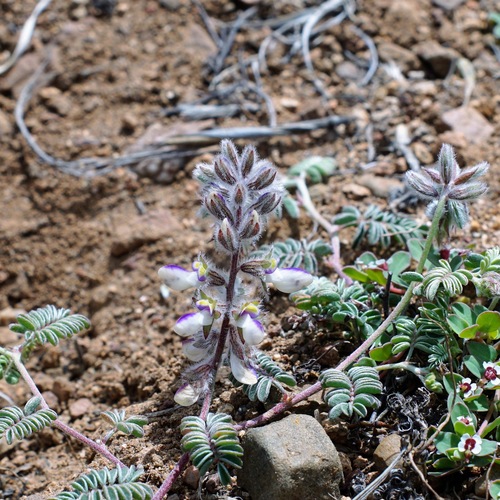Image of Marina calycosa by (c) Andrew Tree, some rights reserved (CC BY)