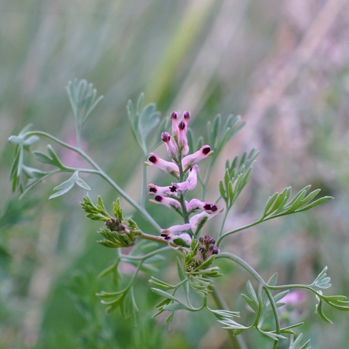 Image of Fumaria vaillantii by (c) Andrew Tree, some rights reserved (CC BY)