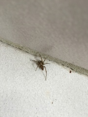 Agelenidae
