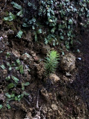 Lycopodiales