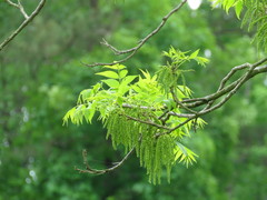 Carya illinoinensis