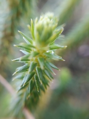 Phlegmariurus eversus