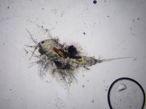 Canthocamptus sinuus