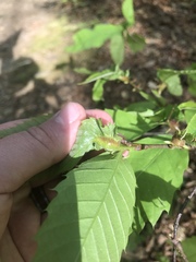 Dryocosmus kuriphilus