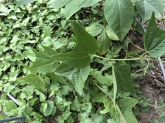 Passiflora capsularis