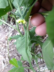 Physalis cinerascens