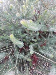 Melaleuca hislopii