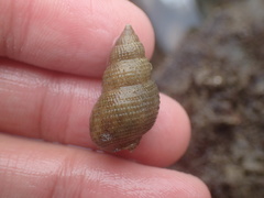Nassarius perpinguis