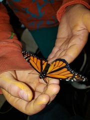 Danaus plexippus