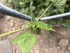 Passiflora capsularis