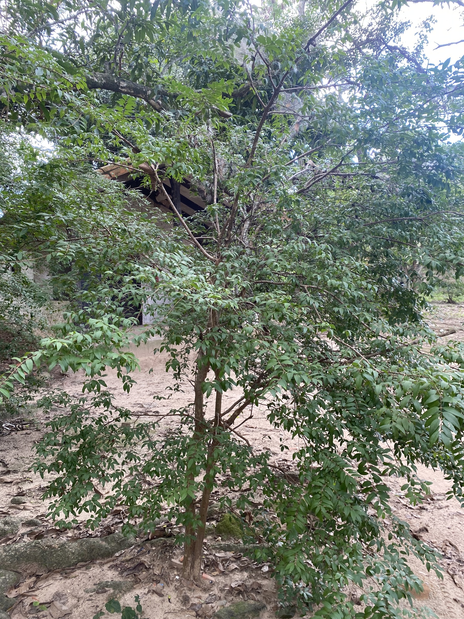 Imagem de Jabuticaba-paulista