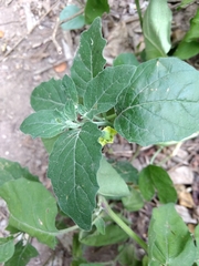 Physalis cinerascens