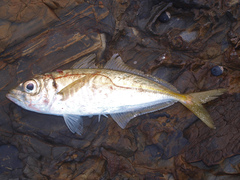 Trachurus novaezelandiae