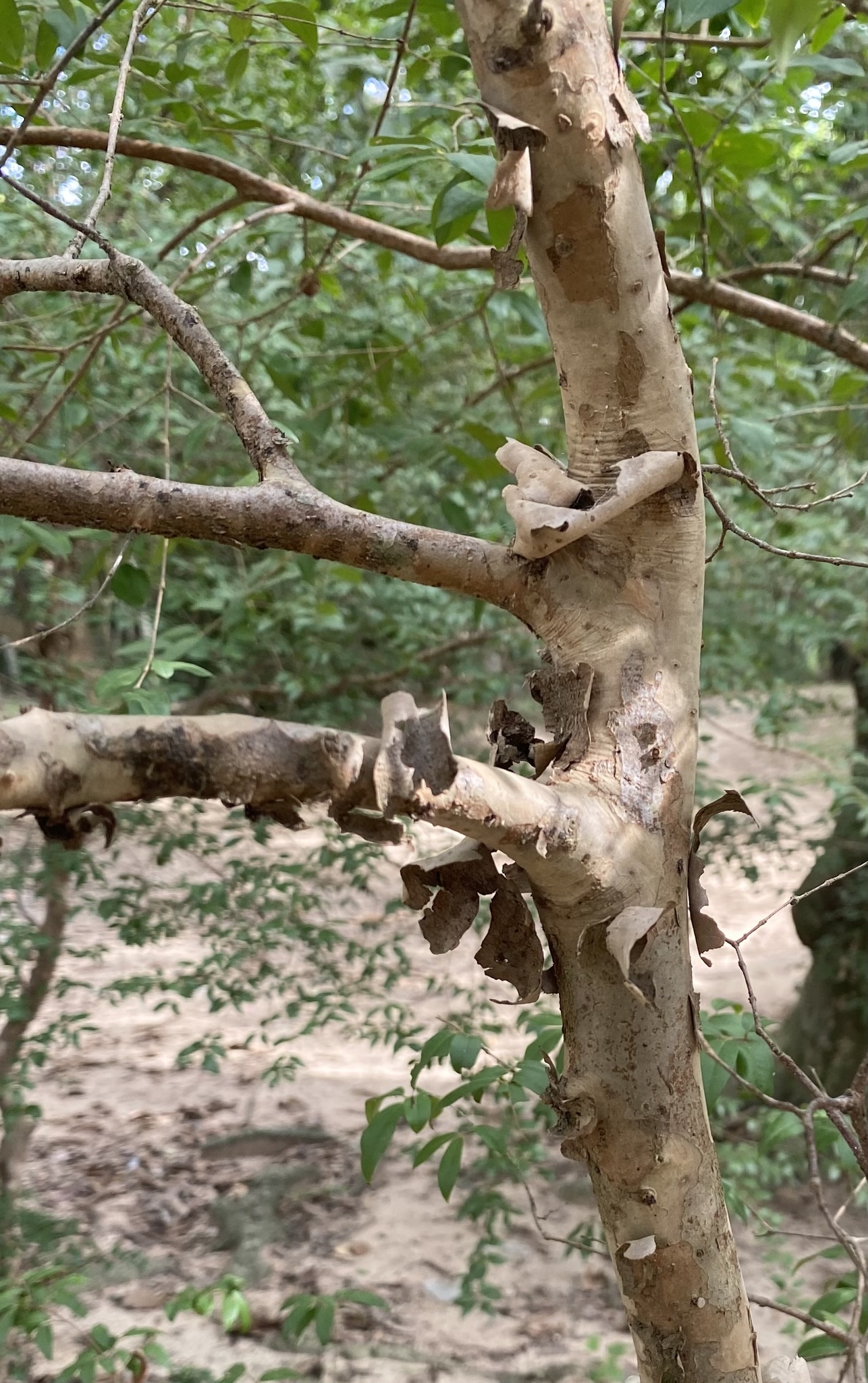 Imagem de Jabuticaba-paulista