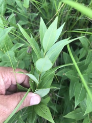 Amsonia repens
