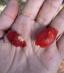 Swartzia jorori, photograph Raquel Mondino, CC BY, iNaturalist via GBIF