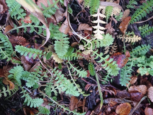 Image of Leptinella scariosa by (c) María Regina Silva, some rights reserved (CC BY)