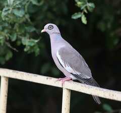 Bare-Eyed Pigeon photo 3