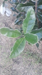Feijoa sellowiana