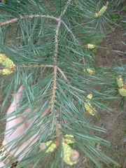 Pinus