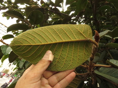 Ficus tequendamae