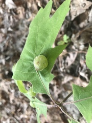 Dryocosmus quercuspalustris