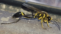 Sceliphron fistularium