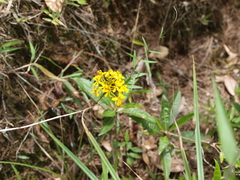 Epidendrum melinanthum